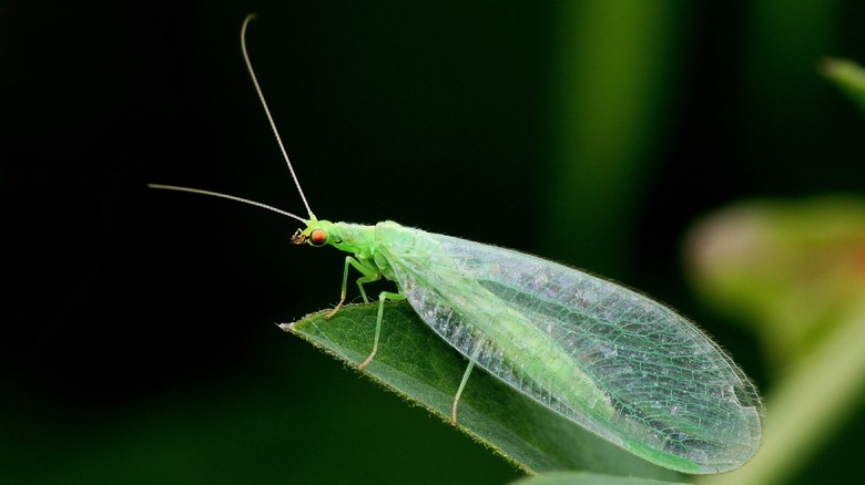 green lacewing on plant
