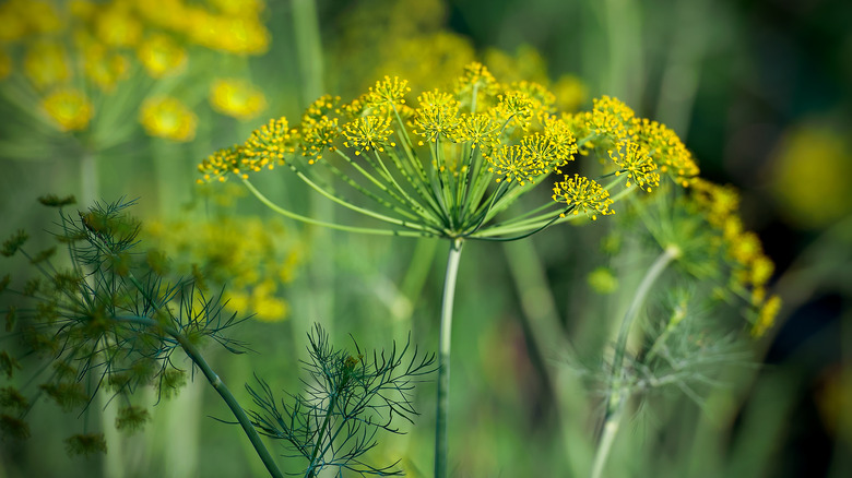 dill in a garden