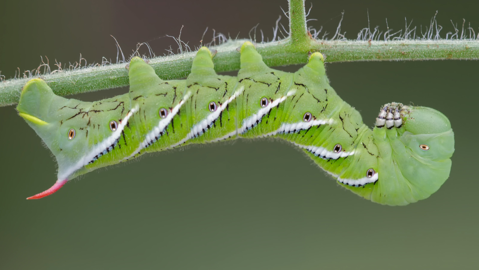 8 Best Ways To Get Rid Of Tomato Worms