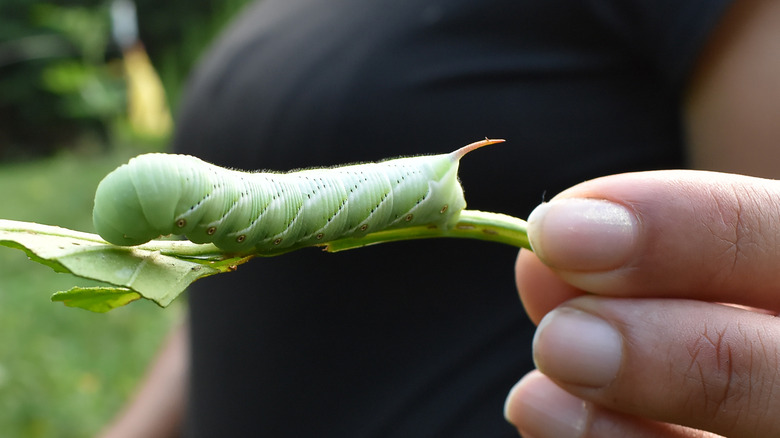 hornworm on plant stem
