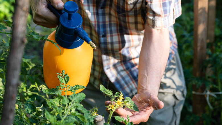 man spraying insecticide on plants