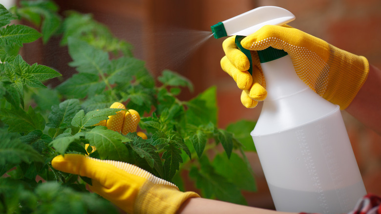 hands spraying tomato plant