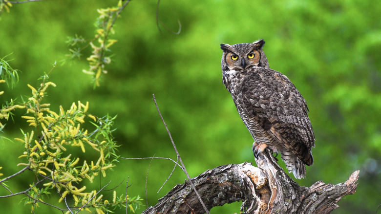 owl in backyard 