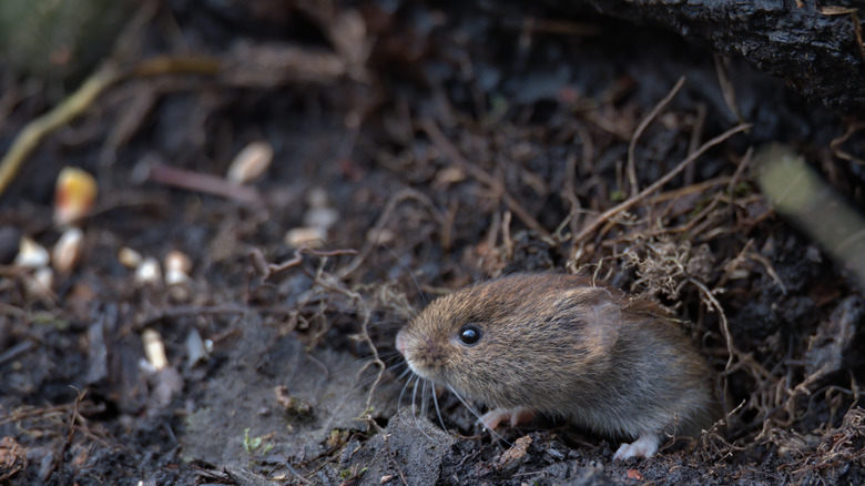 vole looking for food 
