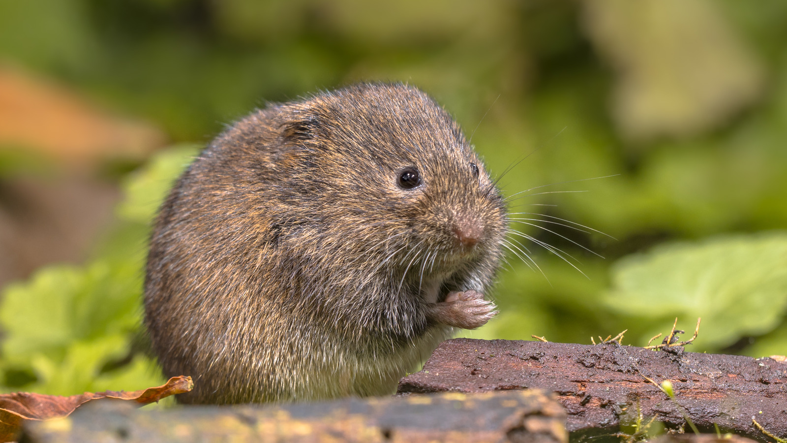 How to trap a vole