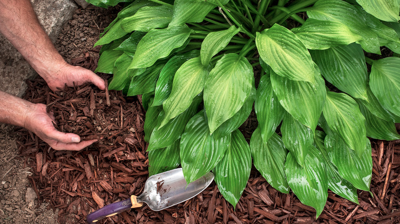 tending to hosta plants 