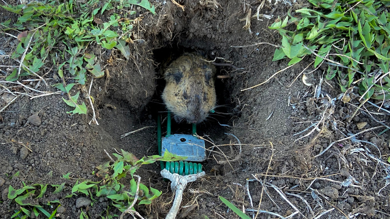 vole caught in trap 