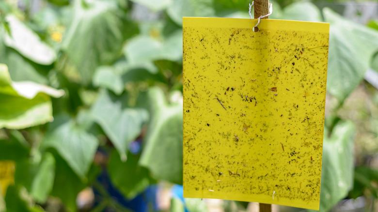 yellow whitefly trap