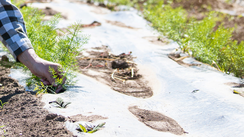 Reflective mulch and grass