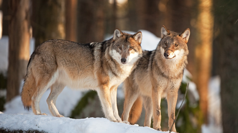 wolves in snow