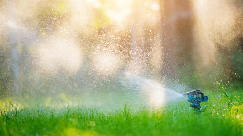 Sprinkler in yard