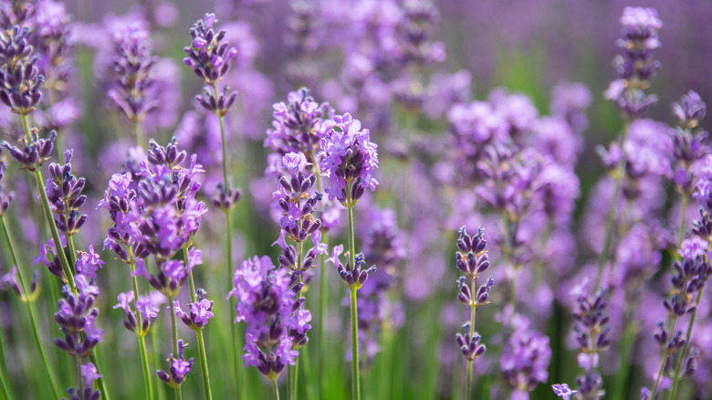 Lavender plant