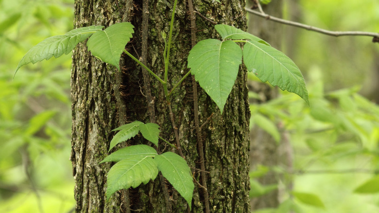 poison ivy plant tree