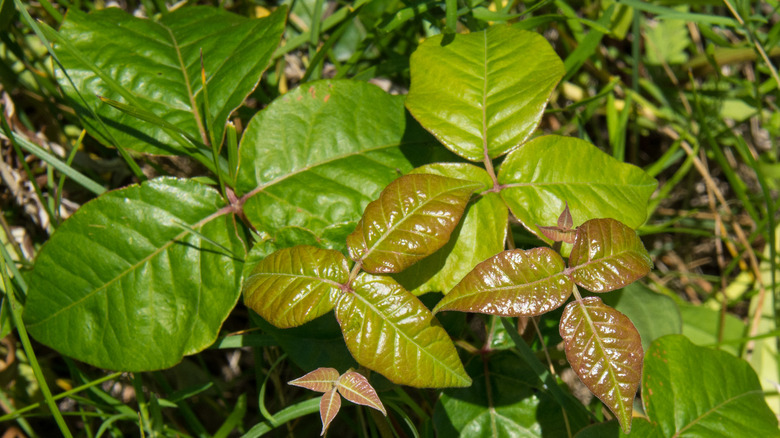 poison ivy plant