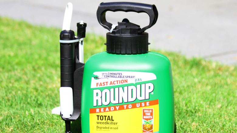 Roundup spray weed killer