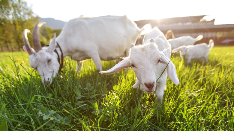 goats grazing grass weeds