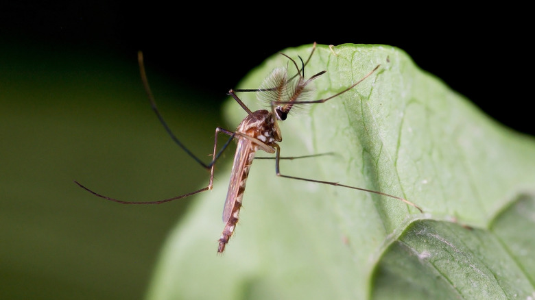 mosquito on a leaf