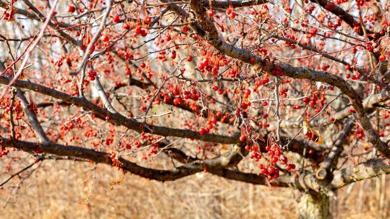 American highbush cranberry tree full of fruit but without leaves.