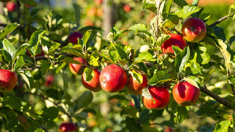 Sunlight on a leafy branch of an apple tree full of fruit.