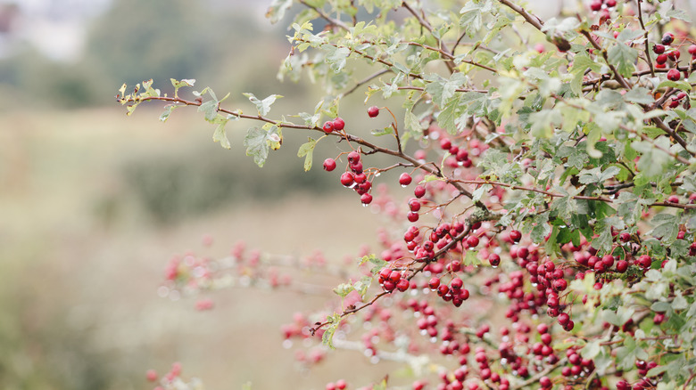 Hawthorn bush in the rain with water droplets on leaves and berries.