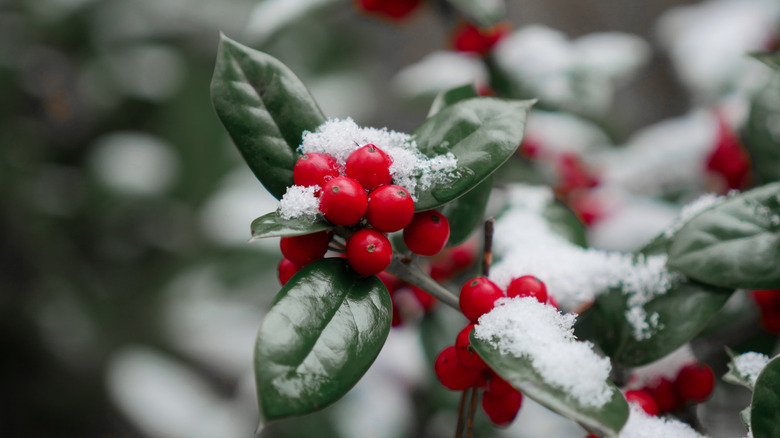 Snow lingers on red berries and green leaves of the American holly.