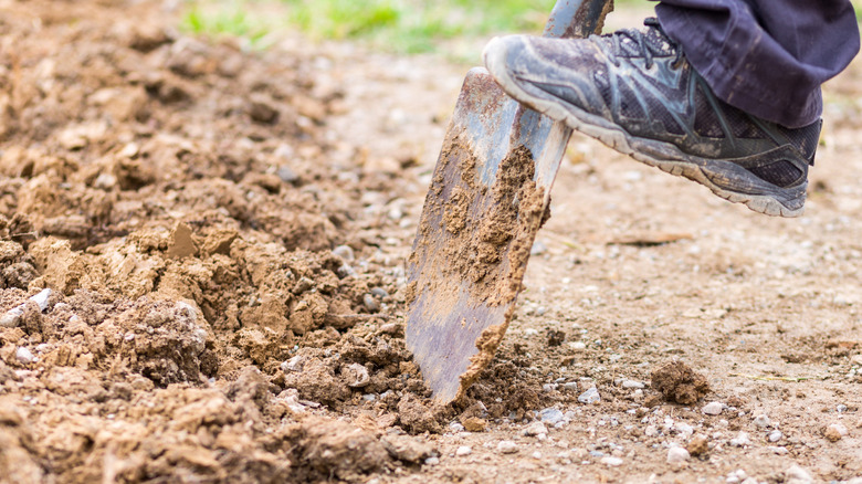 A person's foot pressing a shovel into clay soil.