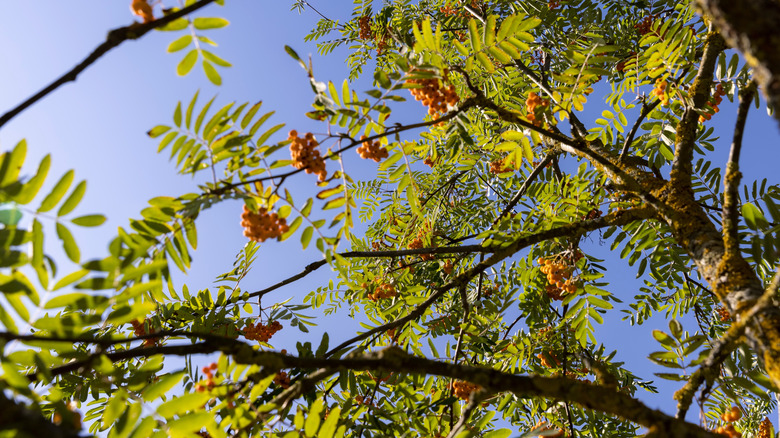 Branches, leaves, and berries of a Mountain ash tree.