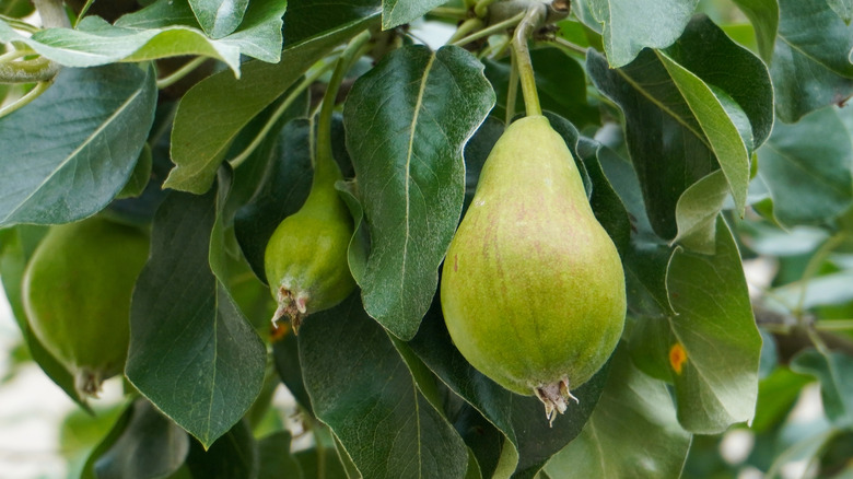 A green pear on a leafy branch.