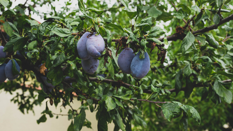 Clusters of purple plums hang from a leafy branch on a tree.