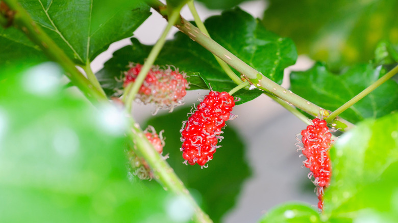 Close up of American mulberry fruits and leaves.