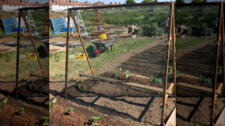 wooden shed frame trellis