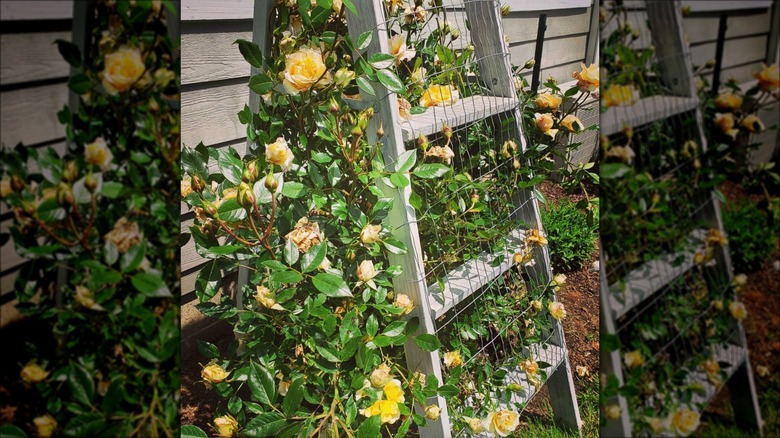 yellow roses on stepladder trellis