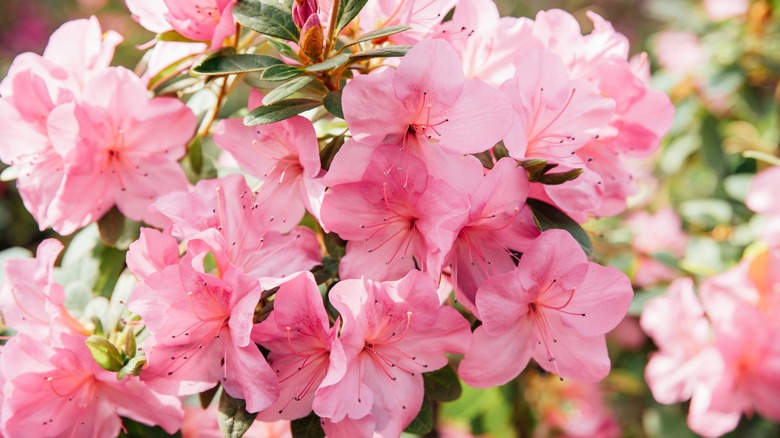 pink azalea flowers