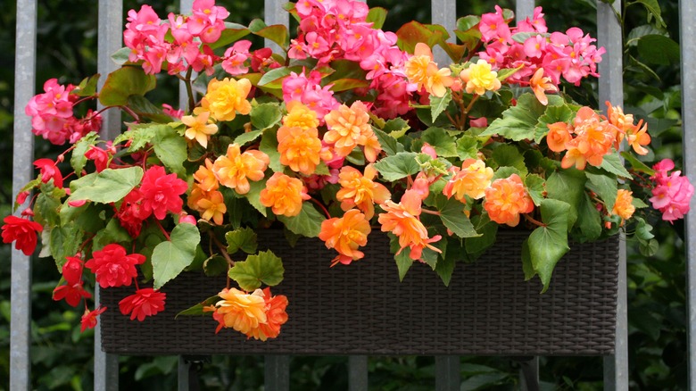 planter with begonia flowers