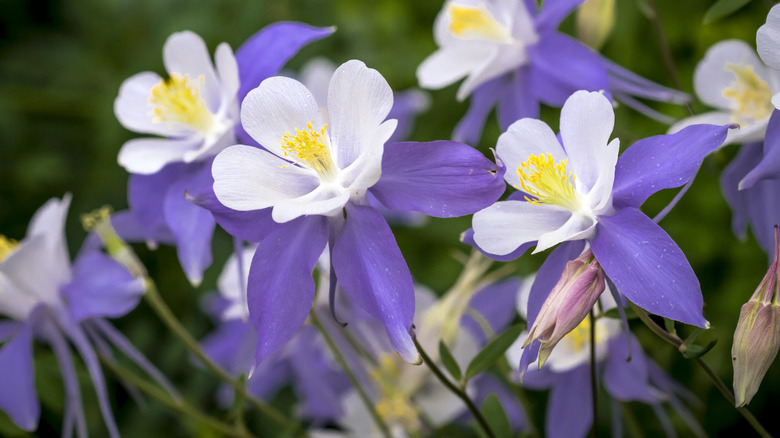 purple columbine flowers