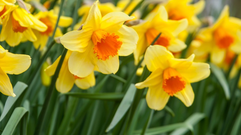 yellow and orange daffodil flowers