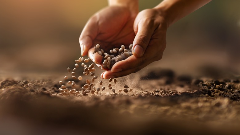 hands sowing seeds in soil