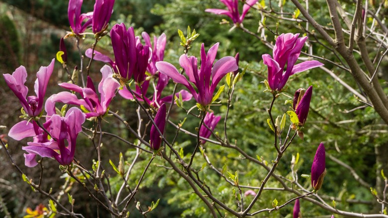 fuschia magnolia flowers