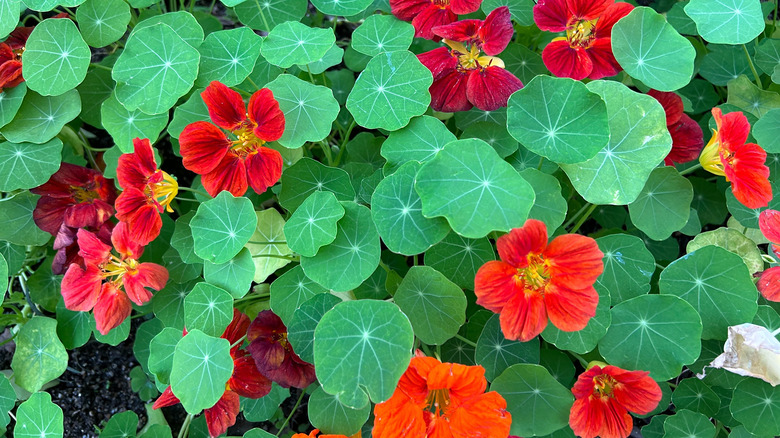 nasturtium flowers and leaves