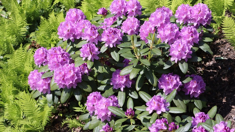 purple rhododendron flowers