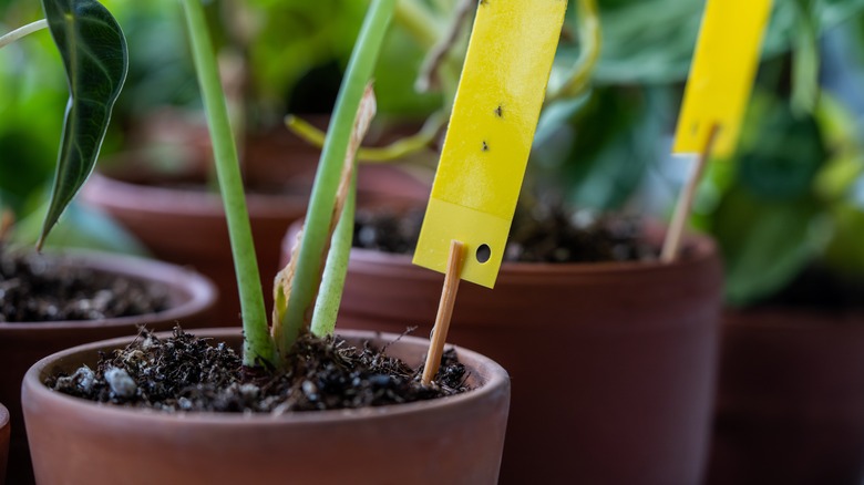 fungus gnats fly trap in plant