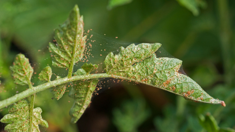 spider mites infestation on plant