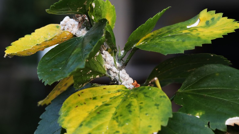 mealybugs on plant