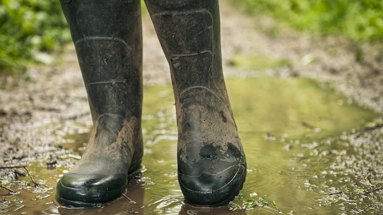 muddy pathway