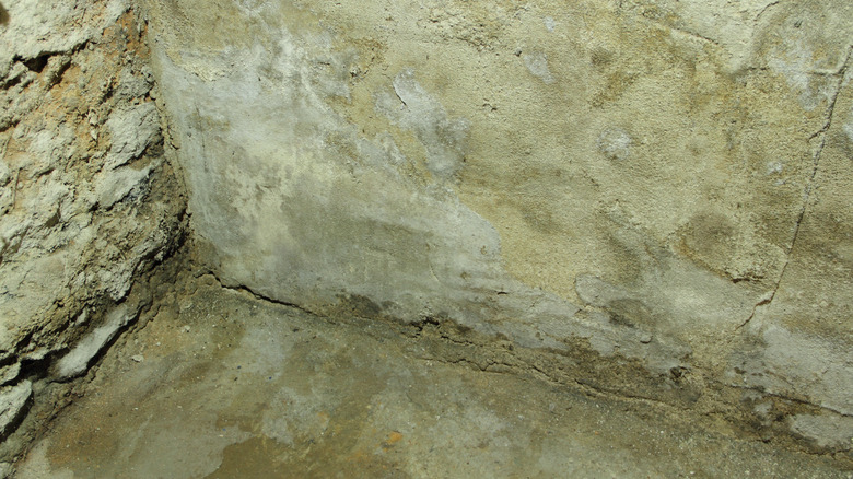 mildew on concrete wall