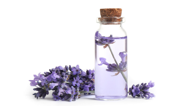 lavender essential oil in bottle