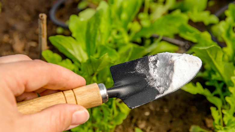 Baking powder with plant