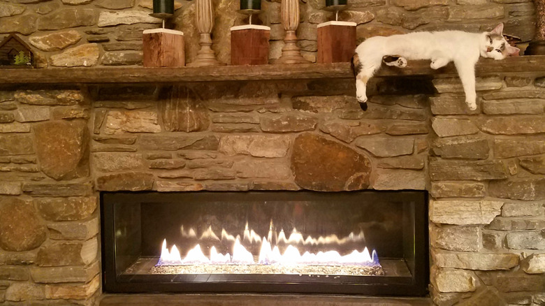 cat on fireplace mantle