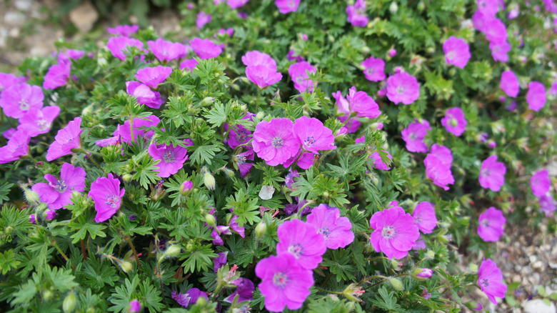 cranesbill geraniums