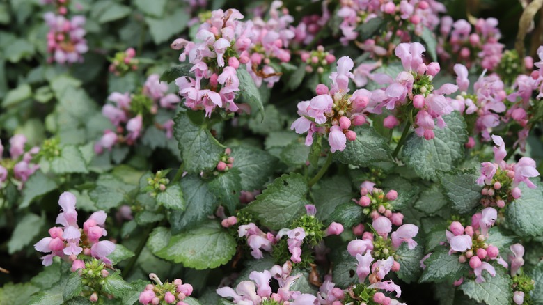 lamium with pink flowers